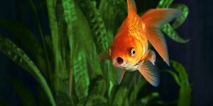 MASSLIVE MEDIA GROUP